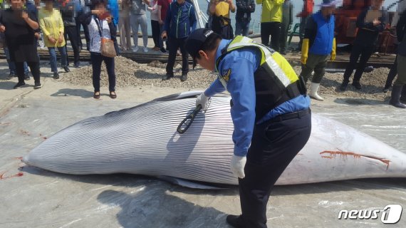몸값 1450만원 4m 85㎝ 밍크고래 죽은 채 발견