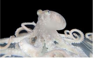 낙지 (Octopus minor)