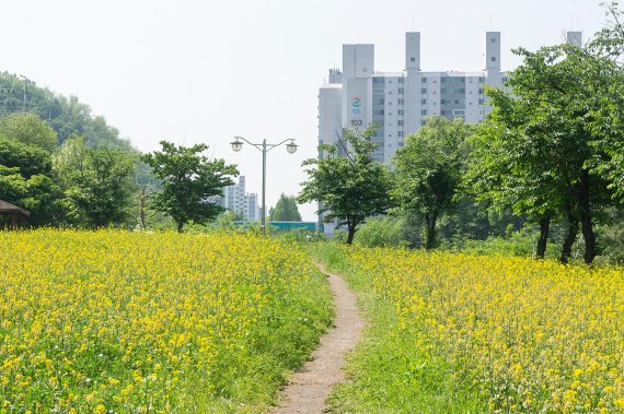 [포토뉴스] 의왕 꽃길공원 유채꽃 만발