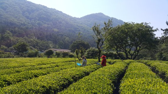 경남 김해시가 가야문화유산 중 하나인 ‘장군차’를 지역대표 문화관광상품으로 육성한다. 사진은 김해시 대동면 중동리 장군차밭에서 햇차 수확이 한창이다./사진=김해시