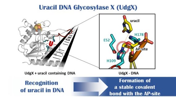 UdgX의 DNA 내 우라실 인식과 공유결합 형성 UdgX의 활성 부위에서 DNA 내 우라실을 인식하면, UdgX의 109번 히스티딘 (H109)에 의하여, 우라실이 연결되었던 DNA 오탄당 잔기와 공유결합을 형성한다. 히스티딘 (Histidine)은 20가지 아미노산 중의 한 종류이다.