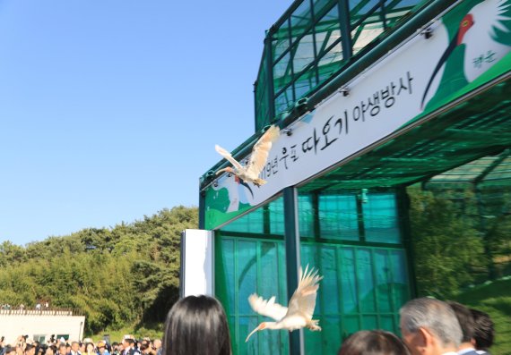 경남도가 22일 창녕 우포늪에서 한반도 평화의 염원을 담은 따오기를 방사하고 있다./사진=경남도