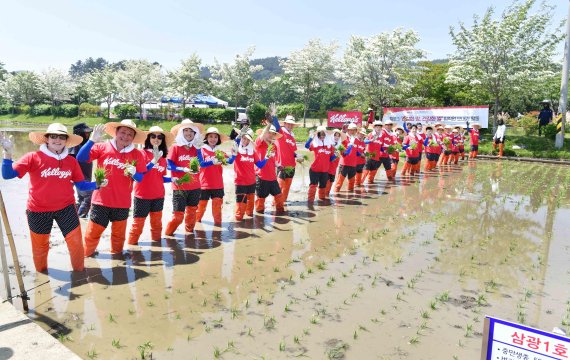 농심켈로그, 충남 서천 현미 농가에서 모내기 봉사