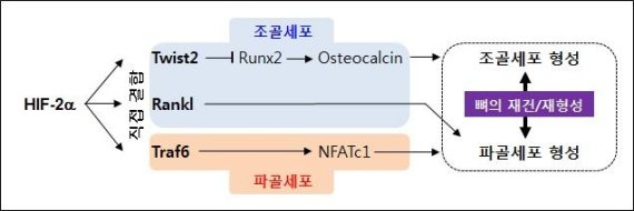 뼈 항상성 조절에 관여하는 핵심인자 발견