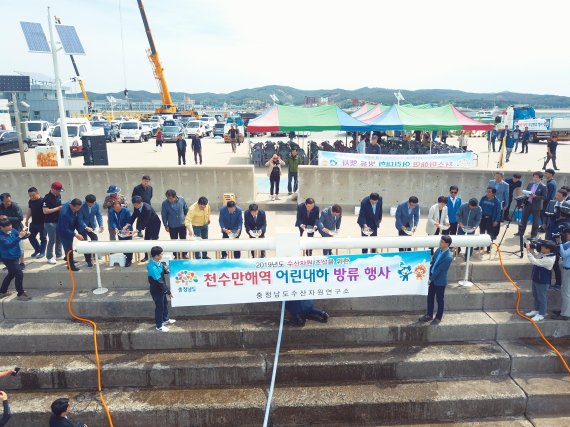 충남수산硏, 어린 대하 1000만 마리 공동 방류