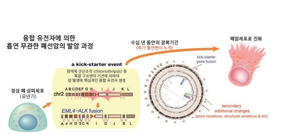 융합 유전자에 의한 흡연 무관한 페선암의 발암 과정.(KAIST)© 뉴스1