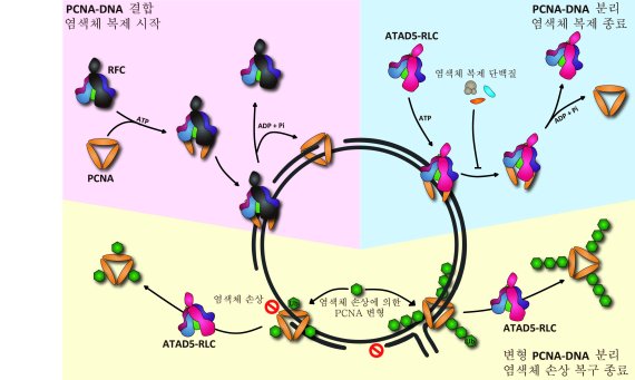 증식성세포핵항원(PCNA)과 DNA의 결합 및 분리 메커니즘 RFC(Replication Factor C, 복제인자C)가 증식성세포핵항원과 결합된 후, 증식성세포핵항원과 DNA의 결합으로 염색체 복제가 시작된다(왼쪽 위). 염색체 복제 후, ATAD5-RLC는 DNA에서 역할이 끝난 증식성세포핵항원의 고리 구조를 열어 증식성세포핵항원을 DNA로부터 분리시킨다(오른쪽 위). ATAD5-RLC가 염색체 손상에 의해 변형된 증식성세포핵항원을 DNA로부터 제거한다(아래).