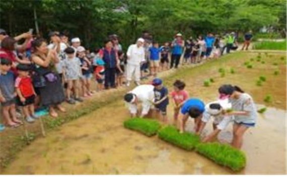 8일 인천 월미공원 농경체험장에서 진행되는 손모내기 체험행사에 참여할 시민 300명을 선착순 모집한다. 사진은 지난해 손모내기 행사에 참여한 참가자들이 모종을 뽑으며 모내기 준비를 하고 있다.