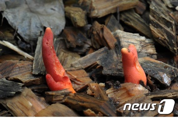 붉은사슴뿔버섯 © 뉴스1