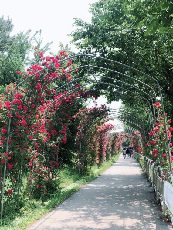 남양주 사능천 장미터널. 사진제공=남양주시