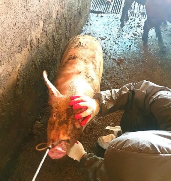 강원도는 평화지역 전체 양돈농가 118호 905두에 대하여 아프리카돼지열병 감염여부 확인을 위한 정밀검사를 실시한 결과 모두 ‘음성’으로 이상이 없었다고 4일 밝혔다