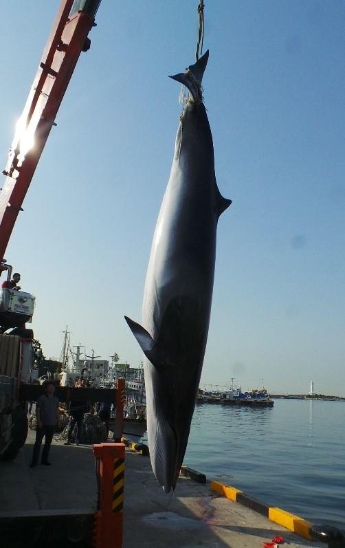 4일 오전 5시께 울산시 울주군 간절곶 해상에서 발견된 밍크고래. 그물에 걸려 익사한 것으로 추정되는 이 고래는 이날 오전 방어진수협 위판장에 진행된 경매에서 8100만원에 판매됐다. /사진=울산해경