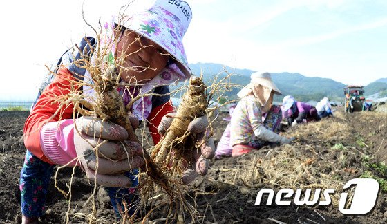 경남 거창군 북상면 농산리의 한 인삼 농가에서 6년동안 키운 인삼을 농민들이 수확하고 있다../뉴스1 © News1