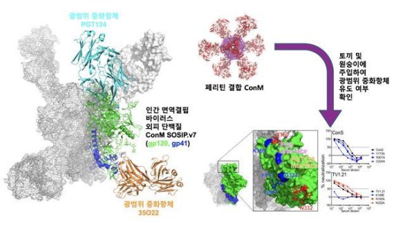 설계된 인간면역결핍바이러스(HIV) 외피 단백질 ConM의 구조와 광범위 중화항체 유도 가능성 제시 ConM은 변이체가 광범위하고 다양한 인간 면역결핍 바이러스 외피 단백질의 전체 아형(subtype)을 가장 잘 대표할 있도록 설계된 단백질이다. 설계된 단백질 ConM이 자연형 외피 단백질과 유사하게 발현되고 구조를 갖으며, 토끼 및 원숭이를 이용한 동물 실험에서 치료제 및 백신으로써의 효과가 광범위한 중화항체를 유도할 가능성이 있음을 보인다.