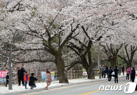 속초시가 동해안 대표 명소 설악동을 재건하기 위한 사업들을 추진한다. 사진은 속초시 설악동 벚꽃터널. 뉴스1