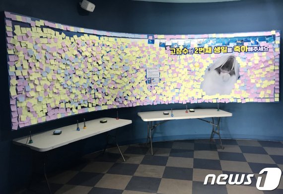 아기돌고래 '고장수'의 두 번째 생일 축하 벽.(울산 남구 제공) © 뉴스1