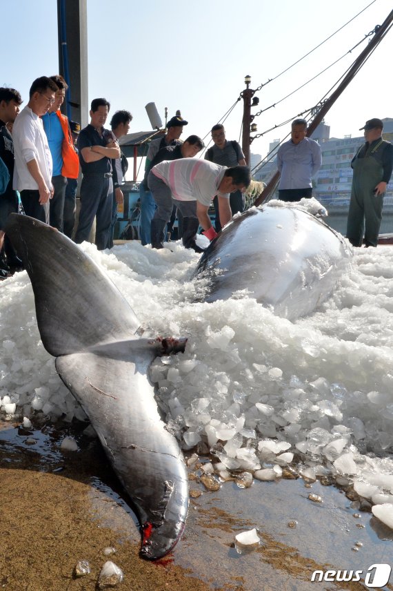 '바다의 로또' 밍크고래 포항서 위판된 가격이 무려..