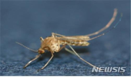 전남서도 일본뇌염 매개모기 발견.. “외출 시 노출 최소화”