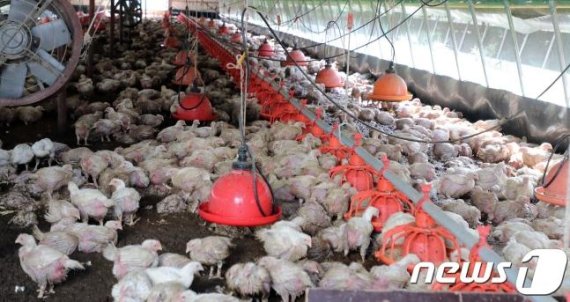 살아있는 닭 죽여 보험금 30억 편취한 일당 검거