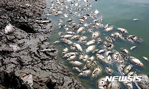 【대구=뉴시스】 물고기들이 집단으로 폐사한 모습. 뉴시스DB. 2019.06.18. photo@newsis.com