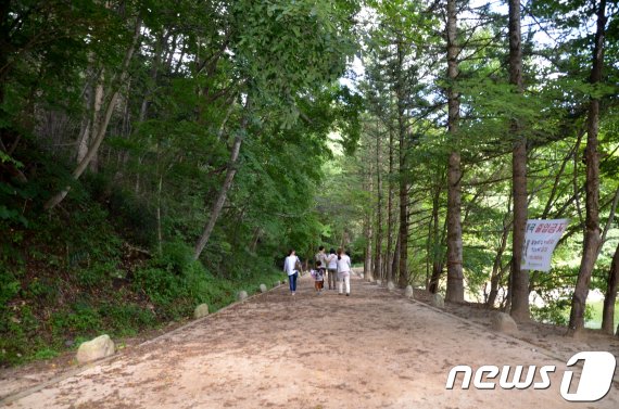 드라마 도깨비 촬영지였던 전나무 숲길. 2017.9.1/뉴스1 © News1 최석환 기자