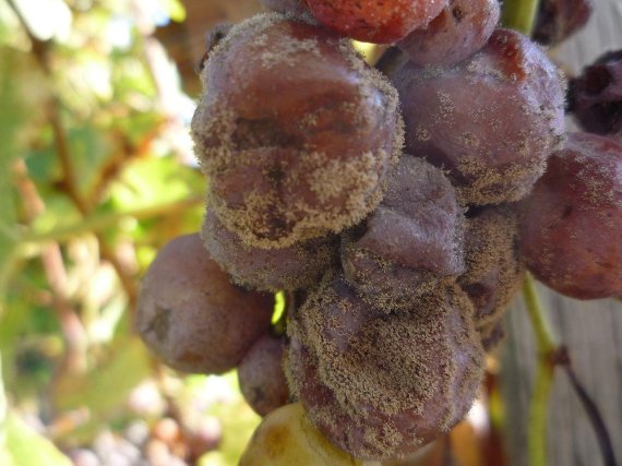 보트리스 시네리아 곰팡이균에 감염된 포도는 청포도임에도 색깔이 적색으로 바뀝니다. 갈수록 흉측하고 쪼글쪼글해지지만 귀부와인이라는 최고 품질의 와인을 만드는 재료가 됩니다.위키피디아