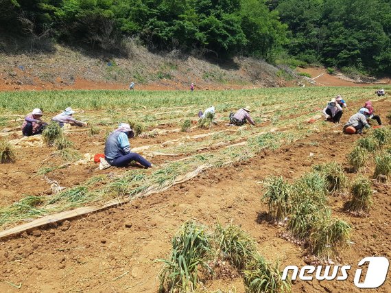 단양 마늘 수확기를 맞아 농민들의 손길이 분주하다. /© 뉴스1