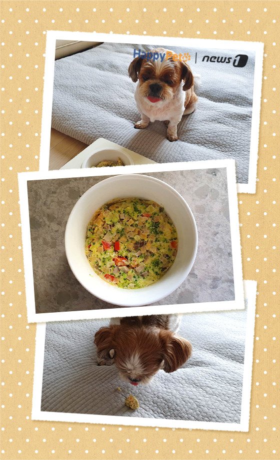 [펫카드] 강아지 간식 '채소 달걀찜' 만들기