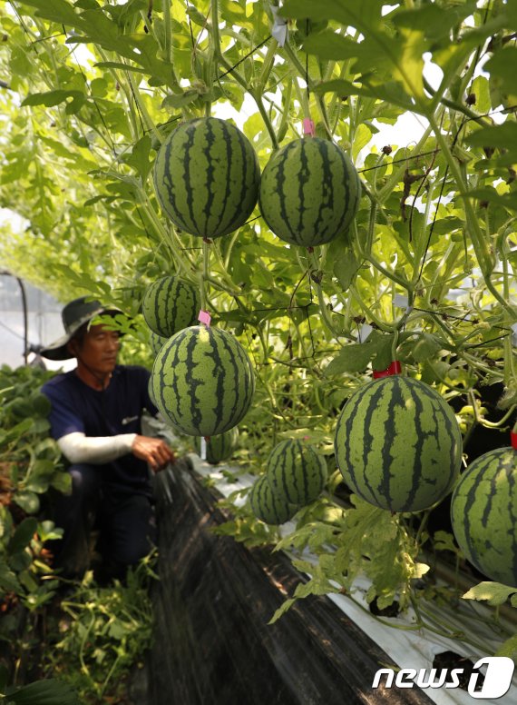 경남 산청군이 새로운 지역 맞춤형 소득작물로 육성한 '애플수박'(산청군제공)© 뉴스1