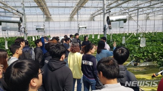 【안동=뉴시스】 지난 3월 경북도 농업기술원이 도시청년들에게 스마트팜에서 딸기농사를 가르치고 있다. 2019.06.24 (사진=경북도 제공)