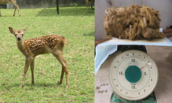 日 나라공원 죽은 사슴 뱃속에서 4.3kg 비닐 나와