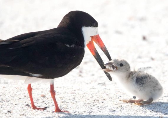 새끼에게 담배꽁초 먹이는 새 포착.. 해양 오염 '심각'