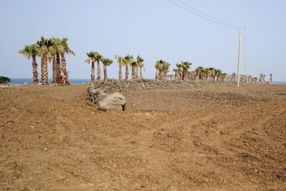 제주시 조천읍에 있는 대섬을 불법 개발하고 야자수 올레길을 만든 모습.