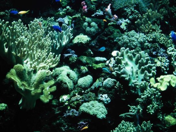 산호초. 게티이미지 제공