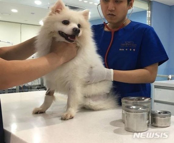 정부, 반려동물 외출시 목줄 길이 2m 제한 검토.. 동물 이용 도박 광고해도 학대 행위