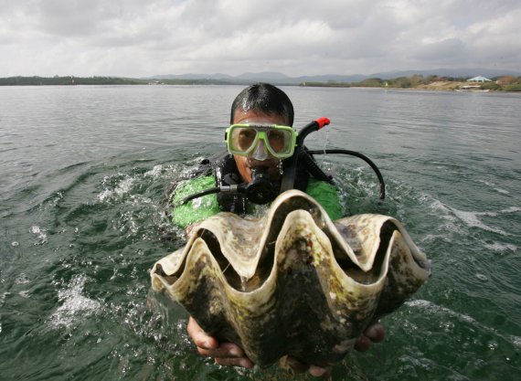 필리핀 팔라완 섬에서 2007년 2월 24일(현지시간) 한 다이버가 멸종 위기종 대왕조개를 들어 보이고 있다. AP뉴시스