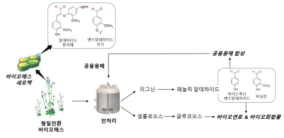 바이오연료 만들때 폐기물 '리그닌' 사용해 '리그닌' 제거