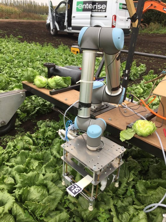 영국 케임브리지 대학 후미야 이이다 박사 연구팀이 머신러닝을 이용해 개발한 '베지봇'이 다 자란 양상추를 찾아내 수확하고 있다. 케임브리지대학 제공