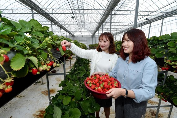 경남 김해시가 시민 편의를 위해 다양한 영역에 걸쳐 스마트 기술을 접목하고 있다. 사진은 칠산서부동의 한 스마트팜 딸기농장에서 딸기를 수확하는 모습이다./사진=김해시