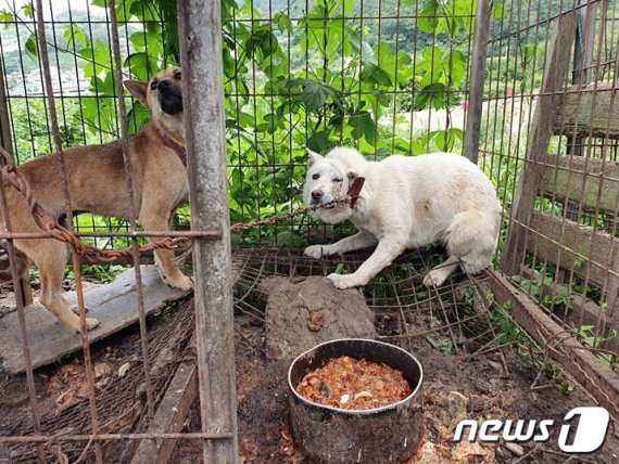 구조된 개.(광주동물보호협회 위드 제공) /© News1