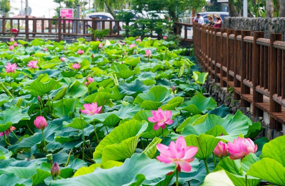 [fn포토] 연꽃 흐드러진 제주시 애월읍 하가리 ‘연화못’
