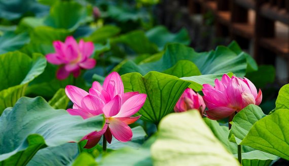 [fn포토] 연꽃 흐드러진 제주시 애월읍 하가리 ‘연화못’