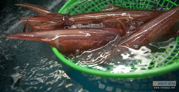 [fn포토] '제주도 푸른밤’ 바다는 지금 한치잡이 은빛 물결