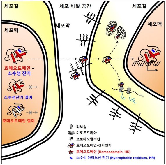 발달과정 세포 간 정보전달 원리 규명