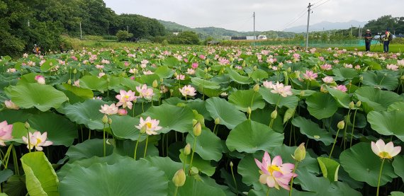 [포토뉴스] 의왕 레일바이크 뒤편 연꽃천지