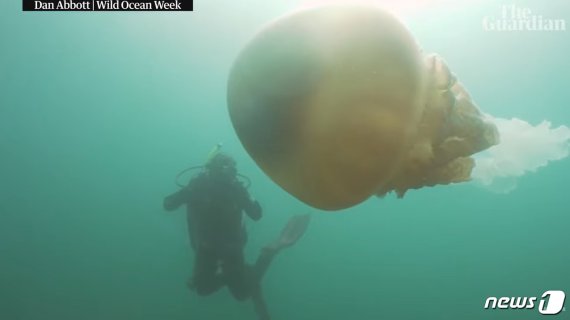 영국에서 발견된 거대 해파리 <가디언 영상 갈무리>© 뉴스1