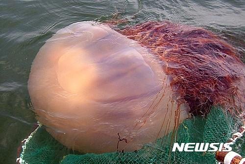 노무라입깃해파리 발견율 4.3배↑…3년 만에 ‘주의’특보