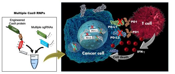 한국과학기술연구원-세종대학교 공동연구진이 개발한 이번 기술은 면역체계를 억제하는 것으로 알려진 면역 체크포인트 유전자 중 'PD-L1', 'PD-L2' 두 개를 동시에 표적으로 한다. 이 면역 체크포인트를 표적으로 해 면역 체계를 방해하지 못하게 유도한다. 결국 세포독성 T 세포가 암을 직접 공격할 수 있도록 해 항암 면역 반응을 증가시키는 치료 효능을 확인했다. 한국과학기술연구원 제공