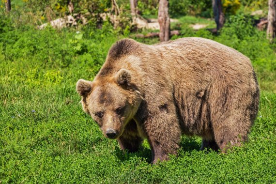 불곰과 주머니칼로 싸워 살아남은 캐나다 남성