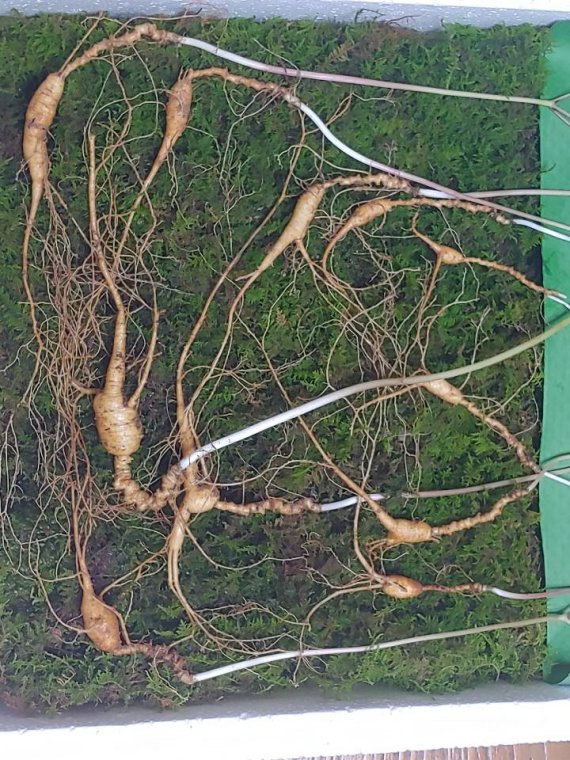 경남 함양군 이종석 씨가 지난 16일 지리산 기슭에서 70년 이상 된 천종산삼 8뿌리와 가족삼(3뿌리)를 발견했다./사진=함양군